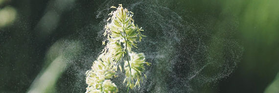 Hassel-, el-, elm-, birke-, græs- og bynkepollen kan give pollenallergi