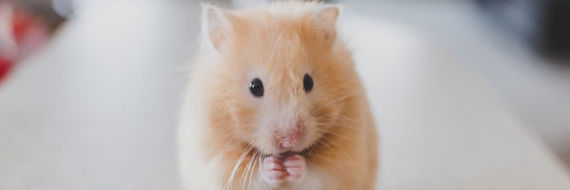 Der er især pelsdyr som giver danskerne kæledyrsallergi. Det kunne f.eks. være en hamster.